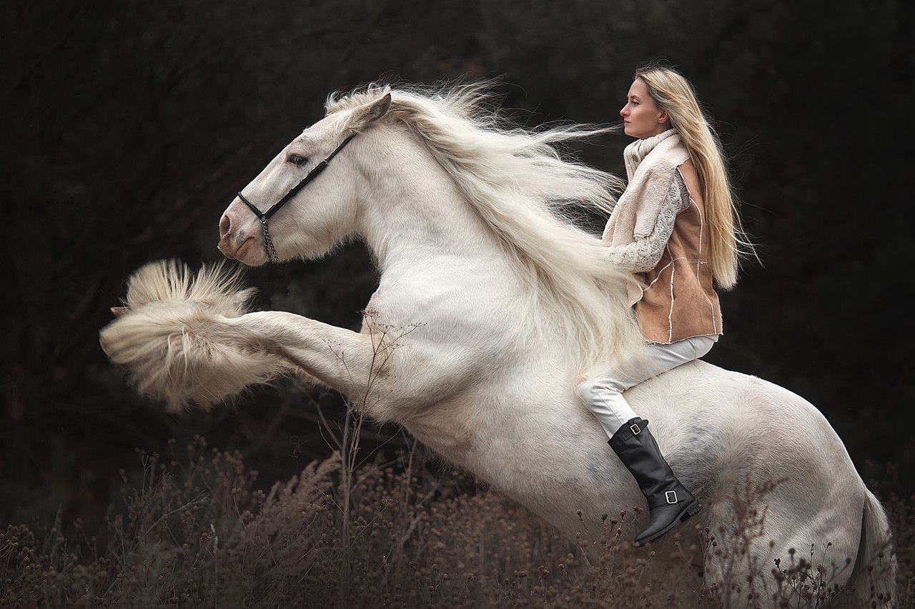 Hermits Titanium - Gypsy Vanner Stallion @Arina Libontova